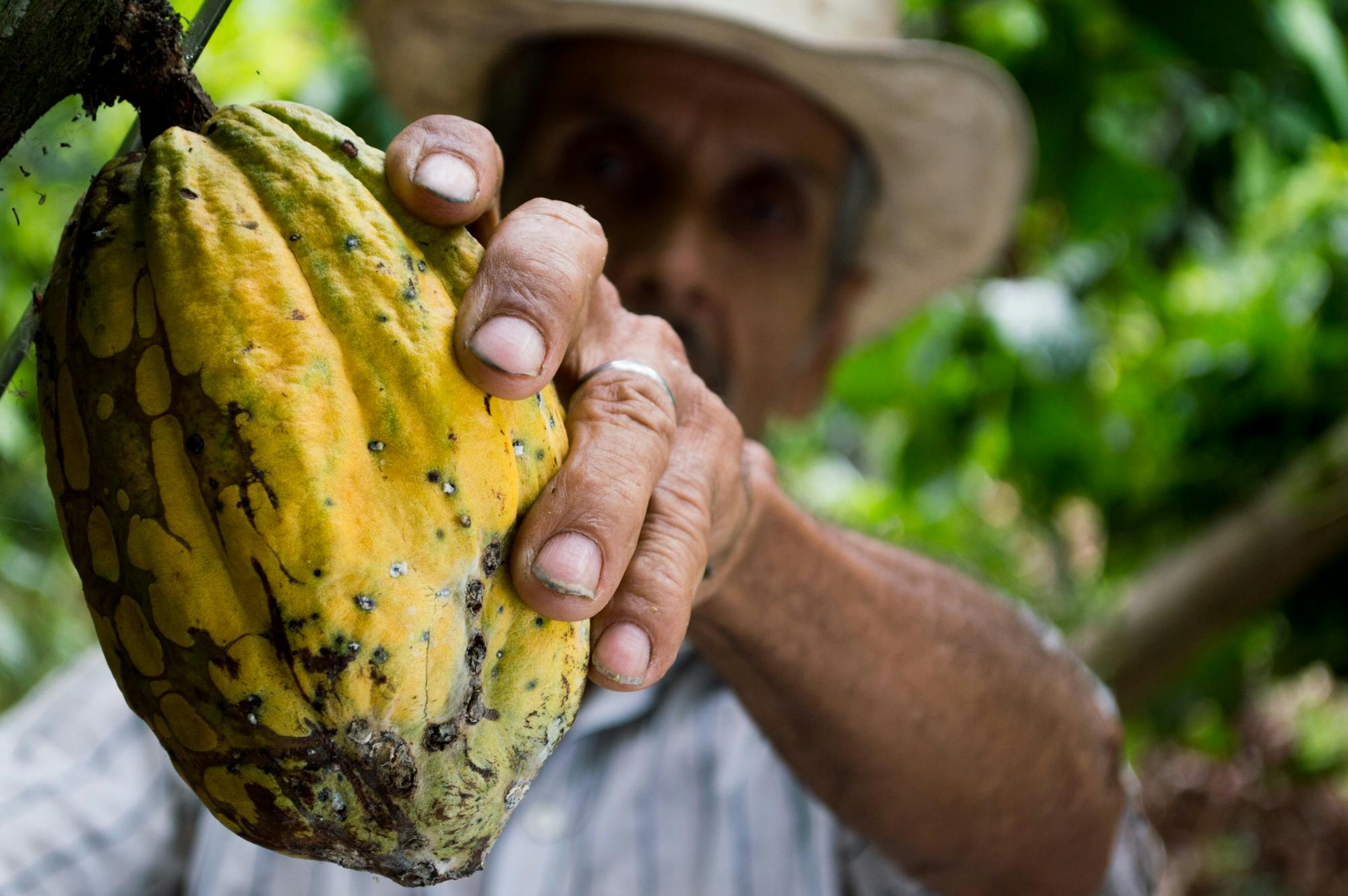 cocoa beans for sale, buy cocoa beans, cacao for sale, cocoa pods for sale, cocoa for sale, cocoa tree for sale, cocoa bean pods for sale, cocoa suppliers, cocoa beans buy, cocoa wholesale, cocoa fruit for sale, wholesale cocoa, where can I buy cocoa beans, where to buy cocoa beans, cocoa seeds for sale, cocoa trees for sale, cocoa seed pods for sale, buy cacao, where can you buy cocoa beans, cocoa powder for sale, cocoa butter wholesale, wholesale cocoa beans, wholesale cocoa butter, cocoa online store, wholesale chocolate, chocolate wholesale, wholesale chocolate suppliers, buy chocolate in bulk cheap, best place to buy chocolates in bulk, buy chocolate in bulk, buy dark chocolate in bulk, buying chocolate in bulk.