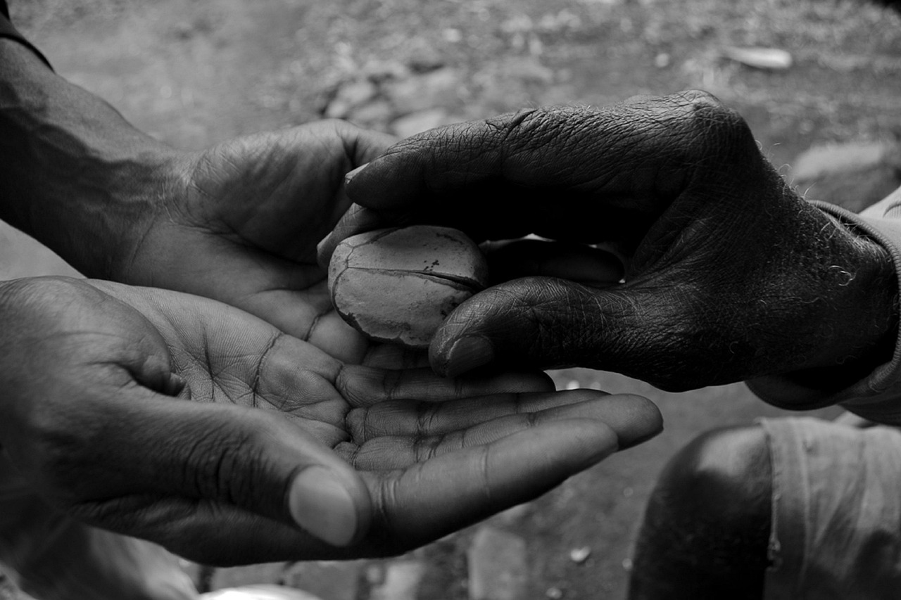 Bitter Kola For Sale, Bitter Kola Export, Bitter Kola Export Business, Bitter Kola Exporters In Nigeria, Bitter Kola Nut Where To Buy, Where Can I Buy Bitter Kola, Where To Buy Bitter Kola