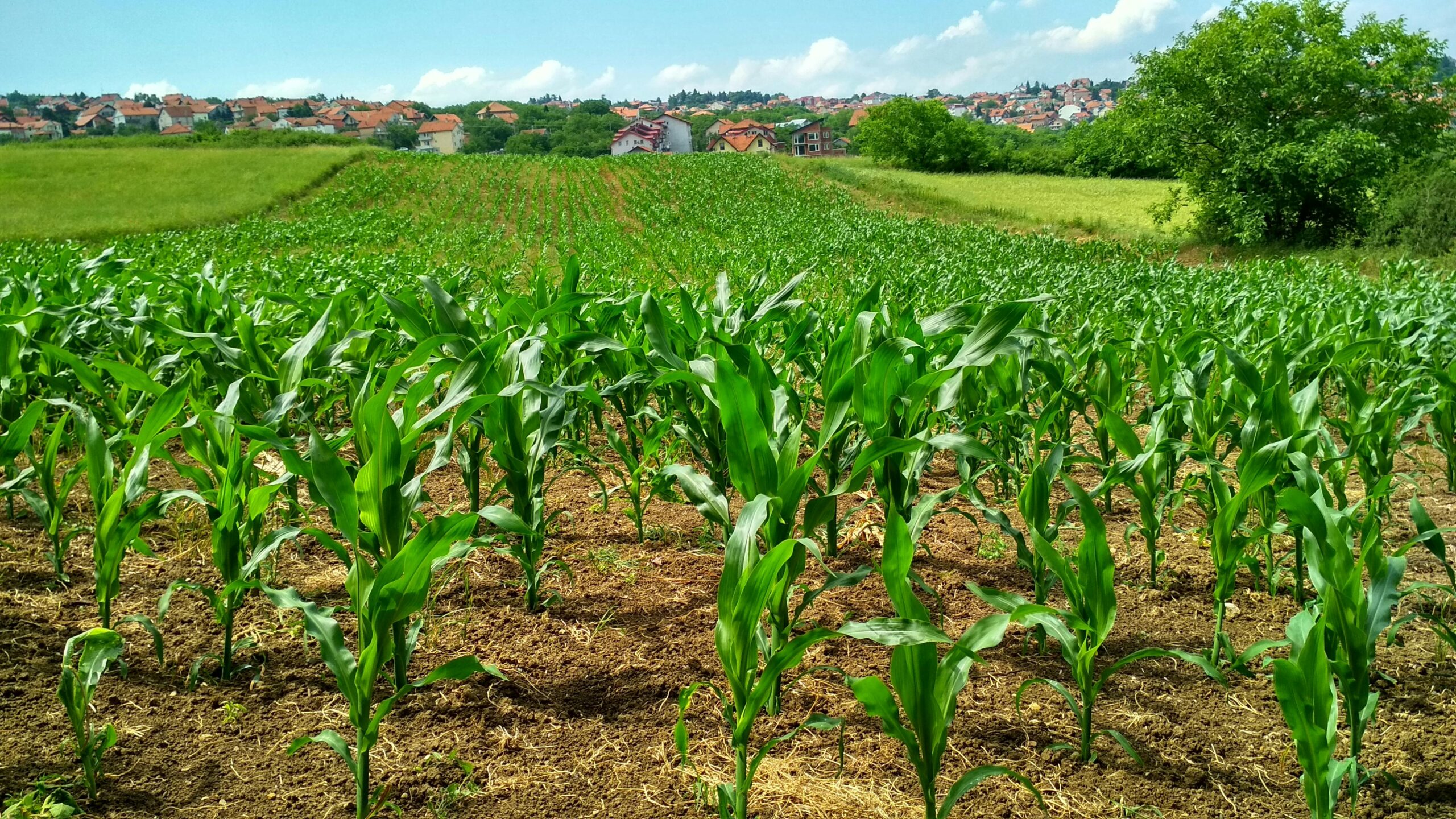 Wholesale Corn, Buy Corn In Bulk, Maize Wholesale, Buy Maize In Bulk