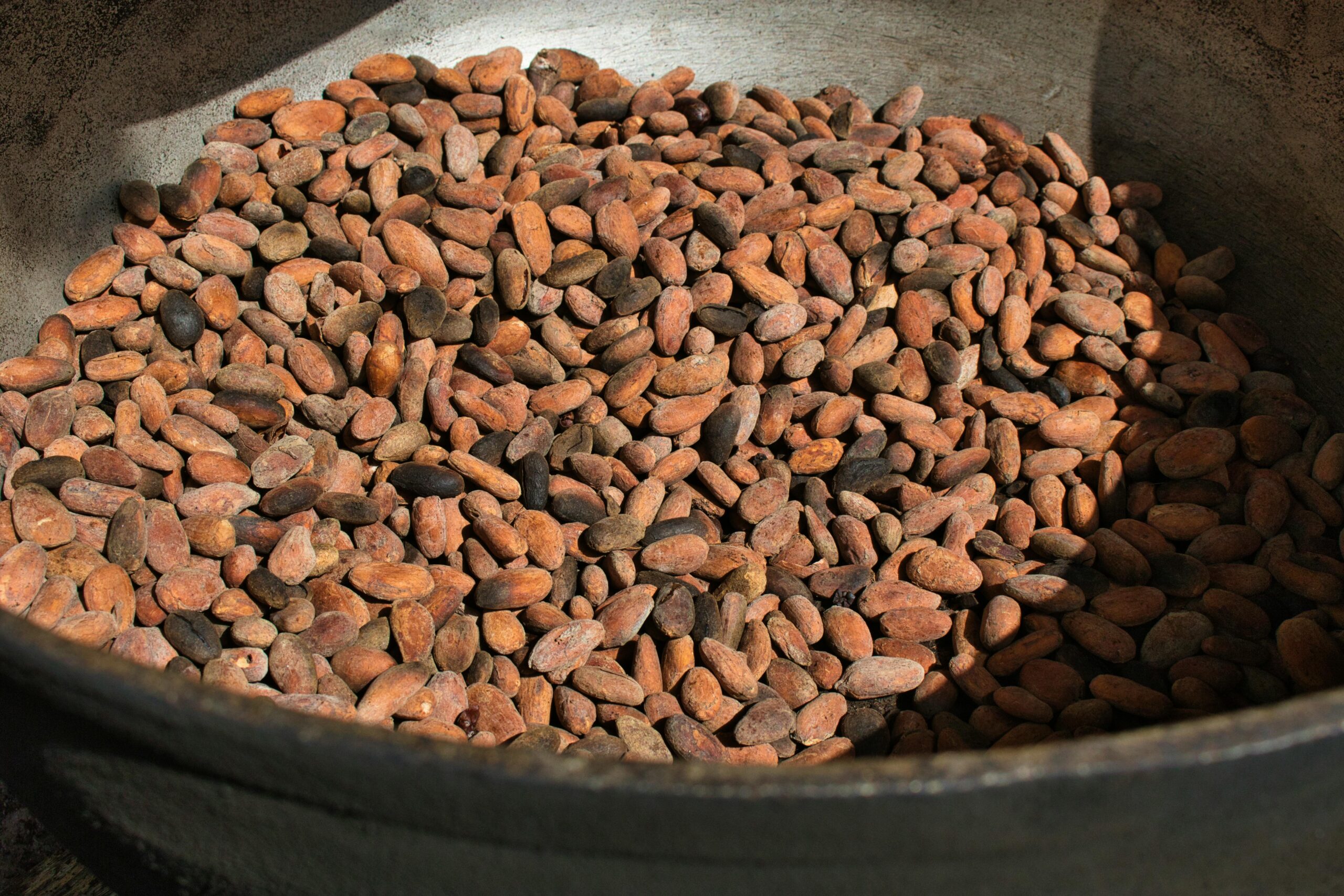  cocoa beans for sale, buy cocoa beans, cacao for sale, cocoa pods for sale, cocoa for sale, cocoa tree for sale, cocoa bean pods for sale, cocoa suppliers, cocoa beans buy, cocoa wholesale, cocoa fruit for sale, wholesale cocoa, where can I buy cocoa beans, where to buy cocoa beans, cocoa seeds for sale, cocoa trees for sale, cocoa seed pods for sale, buy cacao, where can you buy cocoa beans, cocoa powder for sale, cocoa butter wholesale, wholesale cocoa beans, wholesale cocoa butter, cocoa online store, wholesale chocolate, chocolate wholesale, wholesale chocolate suppliers, buy chocolate in bulk cheap, best place to buy chocolates in bulk, buy chocolate in bulk, buy dark chocolate in bulk, buying chocolate in bulk.