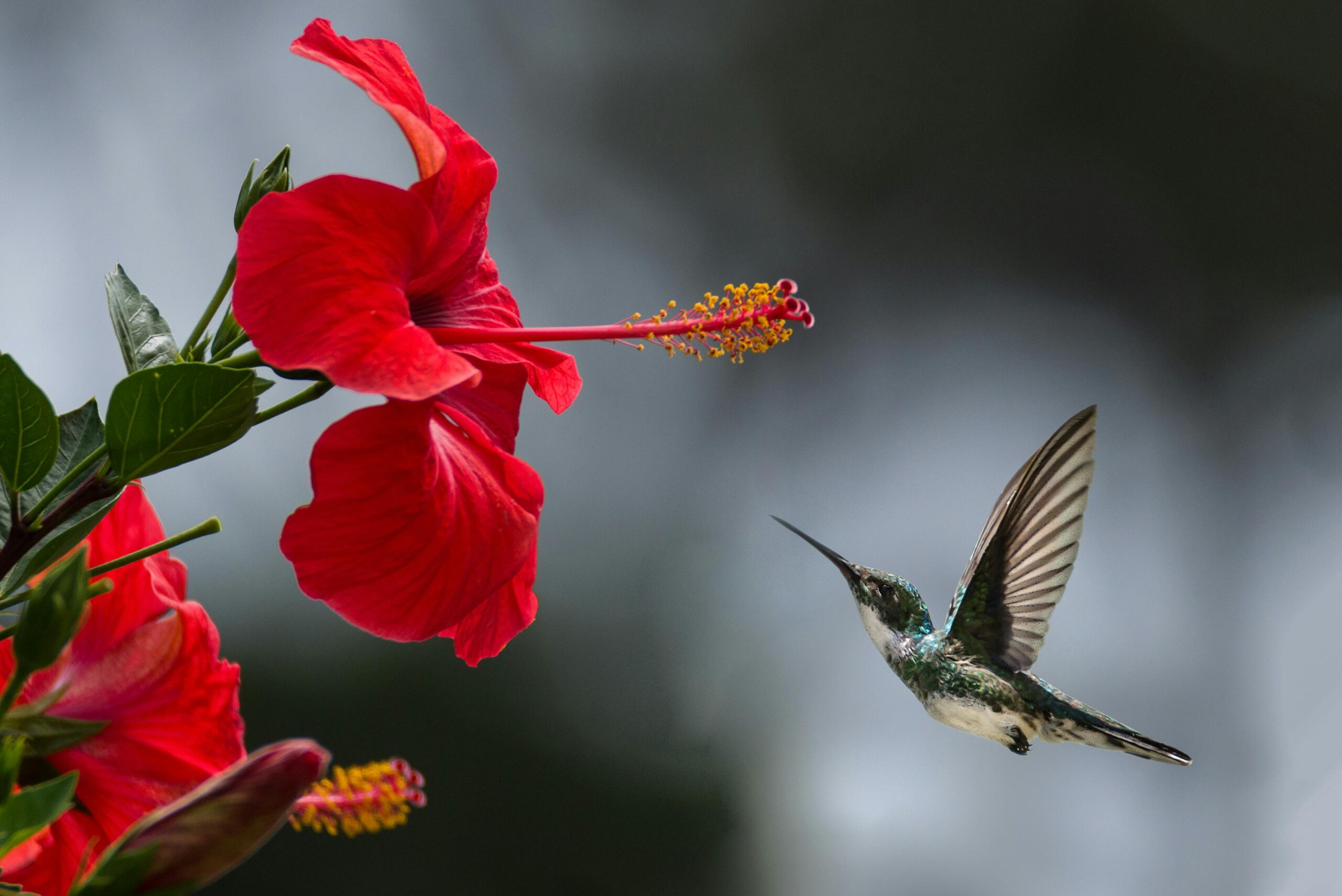Where To Buy Dried Hibiscus Flowers, Hibiscus For Sale, Where Can I Buy Dried Hibiscus Flowers, Where Can I Buy Hibiscus Tea, Where Can You Buy Dried Hibiscus Flowers, Hardy Hibiscus For Sale, Wholesale Hibiscus Flowers, Buy Dried Hibiscus, Dried Hibiscus Flowers Wholesale