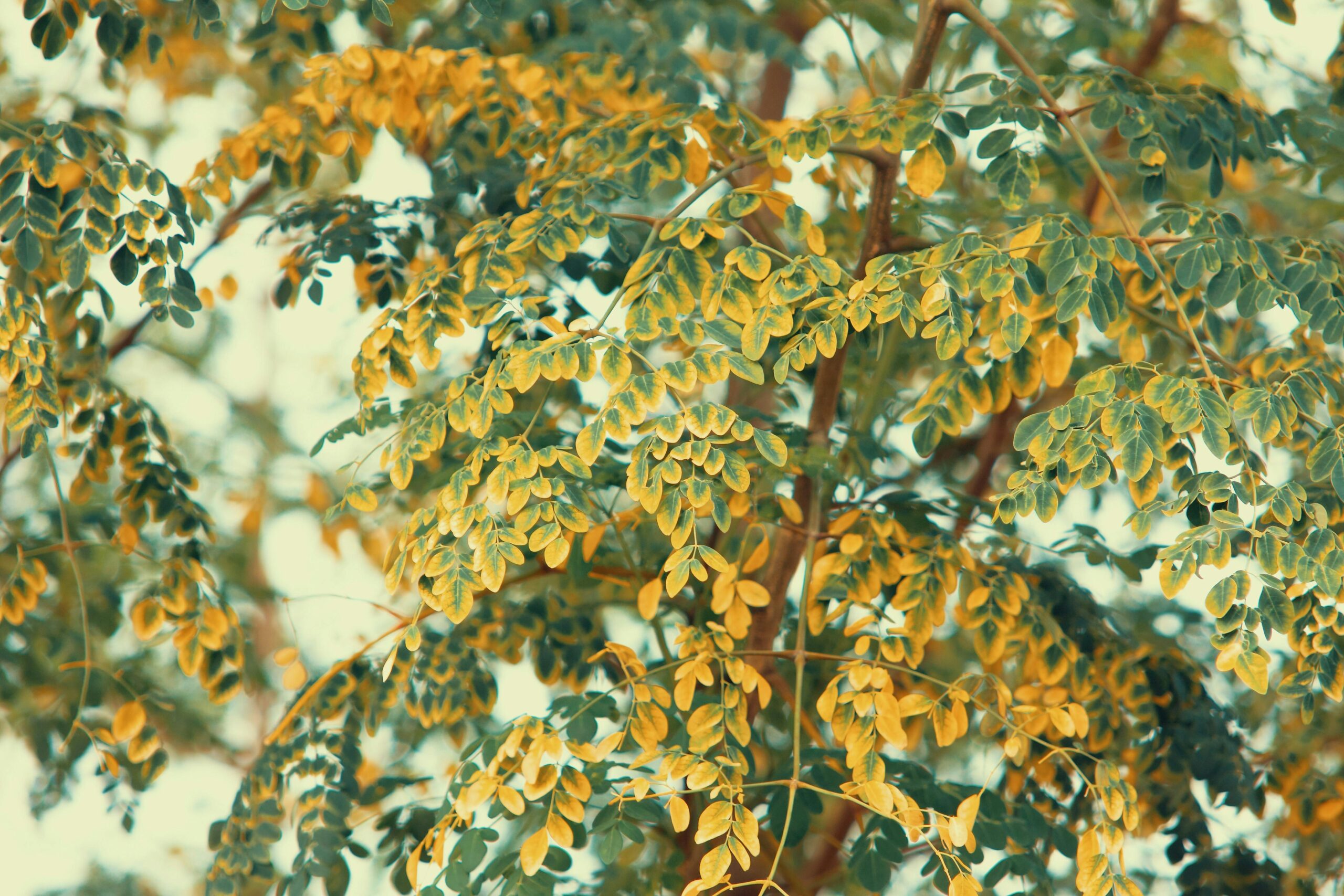 Moringa For Sale, Buy Moringa Tree, Buy Moringa Plant, Where To Buy Moringa, Where To Buy Rosabella Moringa, Where Can I Buy Moringa, Moringa Leaf Powder Supplier, Moringa Powder Supplier