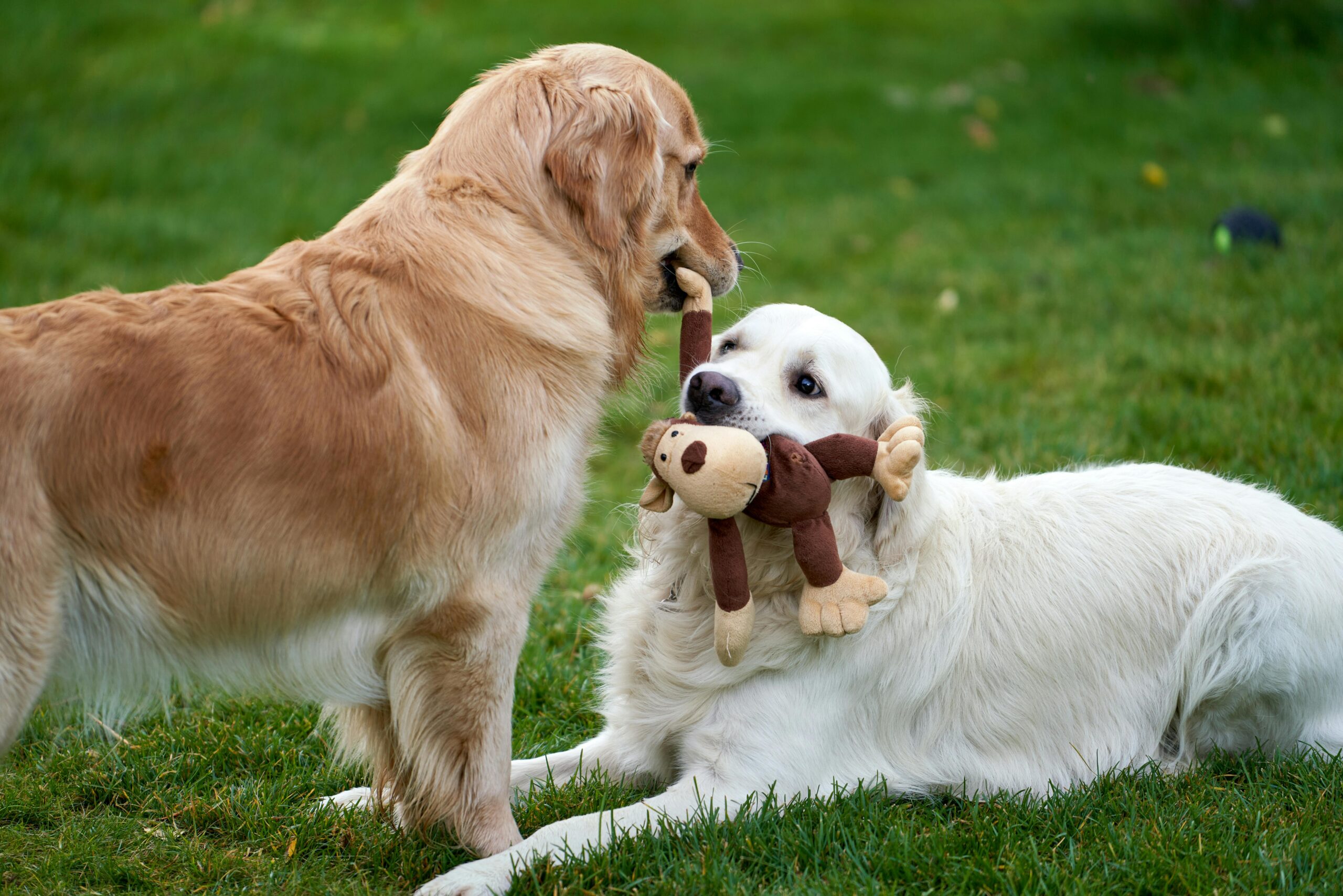 Dallas Toys Wholesale, Toys Wholesale, Wholesale Toys, Plush Toys Wholesale, Wholesale Cuddly Toys, Costco Wholesale Toys, Wholesale Dog Toys, Wholesale Toys Bulk, Wholesale Toys Near Me, Buy Toys in Bulk Cheap.