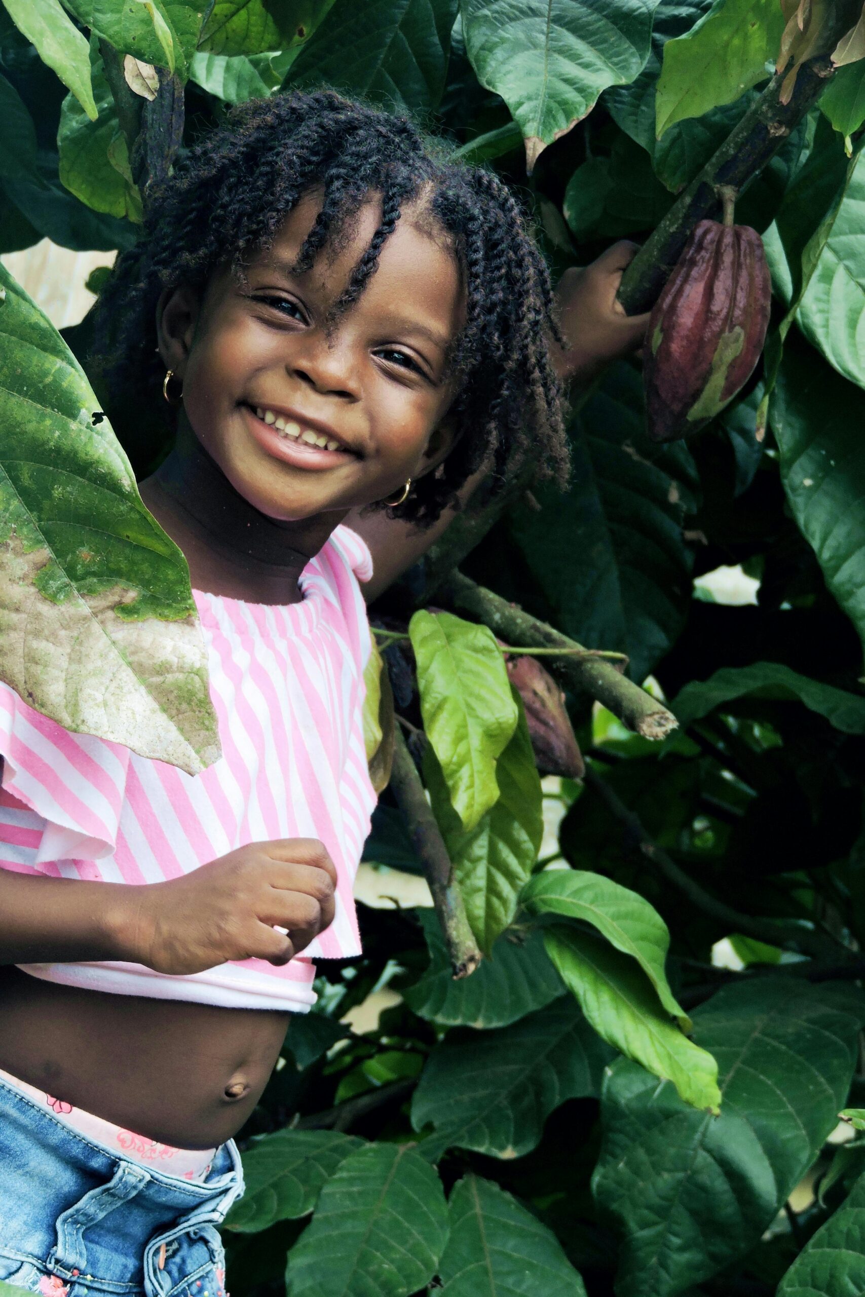 cocoa beans for sale, buy cocoa beans, cacao for sale, cocoa pods for sale, cocoa for sale, cocoa tree for sale, cocoa bean pods for sale, cocoa suppliers, cocoa beans buy, cocoa wholesale, cocoa fruit for sale, wholesale cocoa, where can I buy cocoa beans, where to buy cocoa beans, cocoa seeds for sale, cocoa trees for sale, cocoa seed pods for sale, buy cacao, where can you buy cocoa beans, cocoa powder for sale, cocoa butter wholesale, wholesale cocoa beans, wholesale cocoa butter, cocoa online store, wholesale chocolate, chocolate wholesale, wholesale chocolate suppliers, buy chocolate in bulk cheap, best place to buy chocolates in bulk, buy chocolate in bulk, buy dark chocolate in bulk, buying chocolate in bulk.