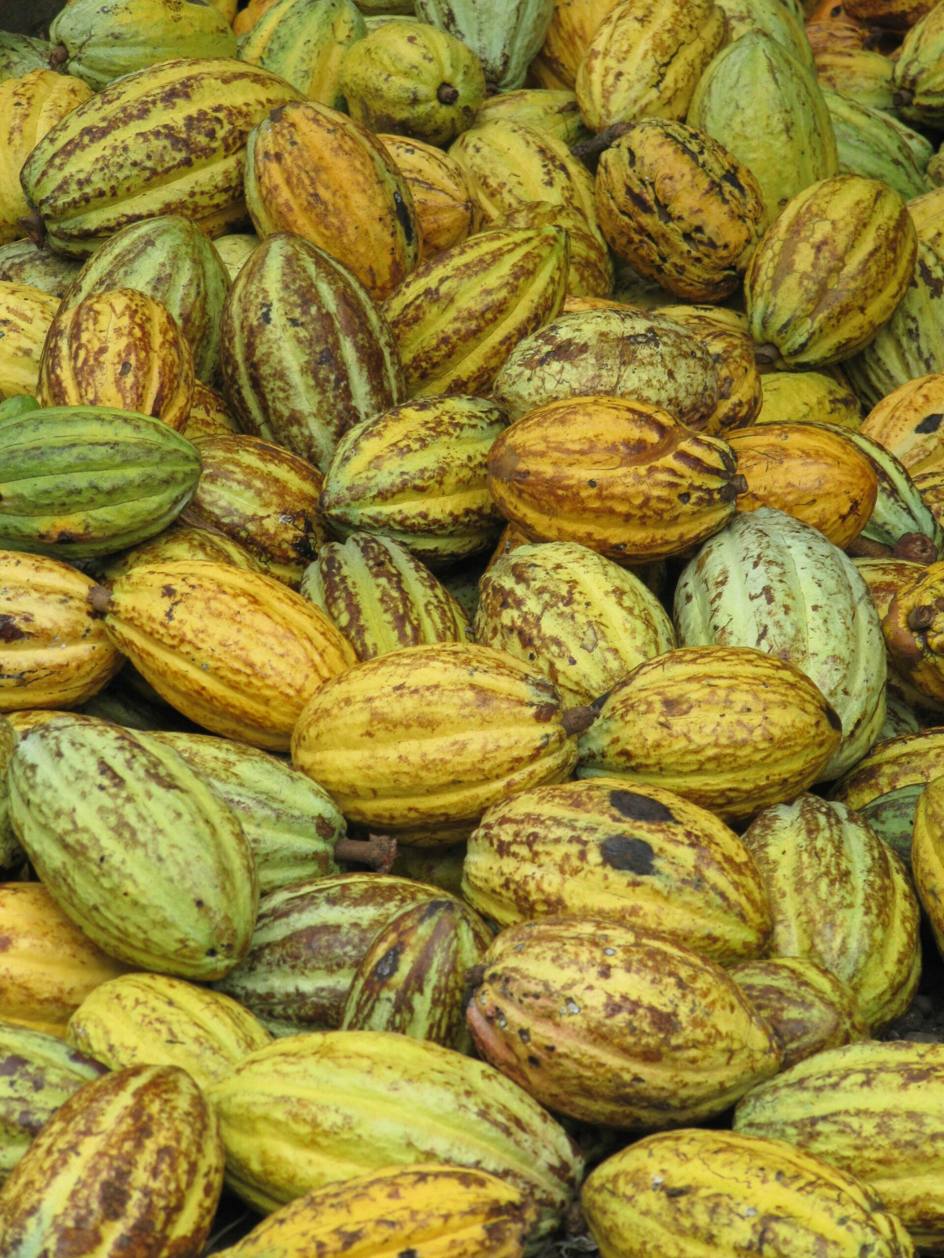  cocoa beans for sale, buy cocoa beans, cacao for sale, cocoa pods for sale, cocoa for sale, cocoa tree for sale, cocoa bean pods for sale, cocoa suppliers, cocoa beans buy, cocoa wholesale, cocoa fruit for sale, wholesale cocoa, where can I buy cocoa beans, where to buy cocoa beans, cocoa seeds for sale, cocoa trees for sale, cocoa seed pods for sale, buy cacao, where can you buy cocoa beans, cocoa powder for sale, cocoa butter wholesale, wholesale cocoa beans, wholesale cocoa butter, cocoa online store, wholesale chocolate, chocolate wholesale, wholesale chocolate suppliers, buy chocolate in bulk cheap, best place to buy chocolates in bulk, buy chocolate in bulk, buy dark chocolate in bulk, buying chocolate in bulk.