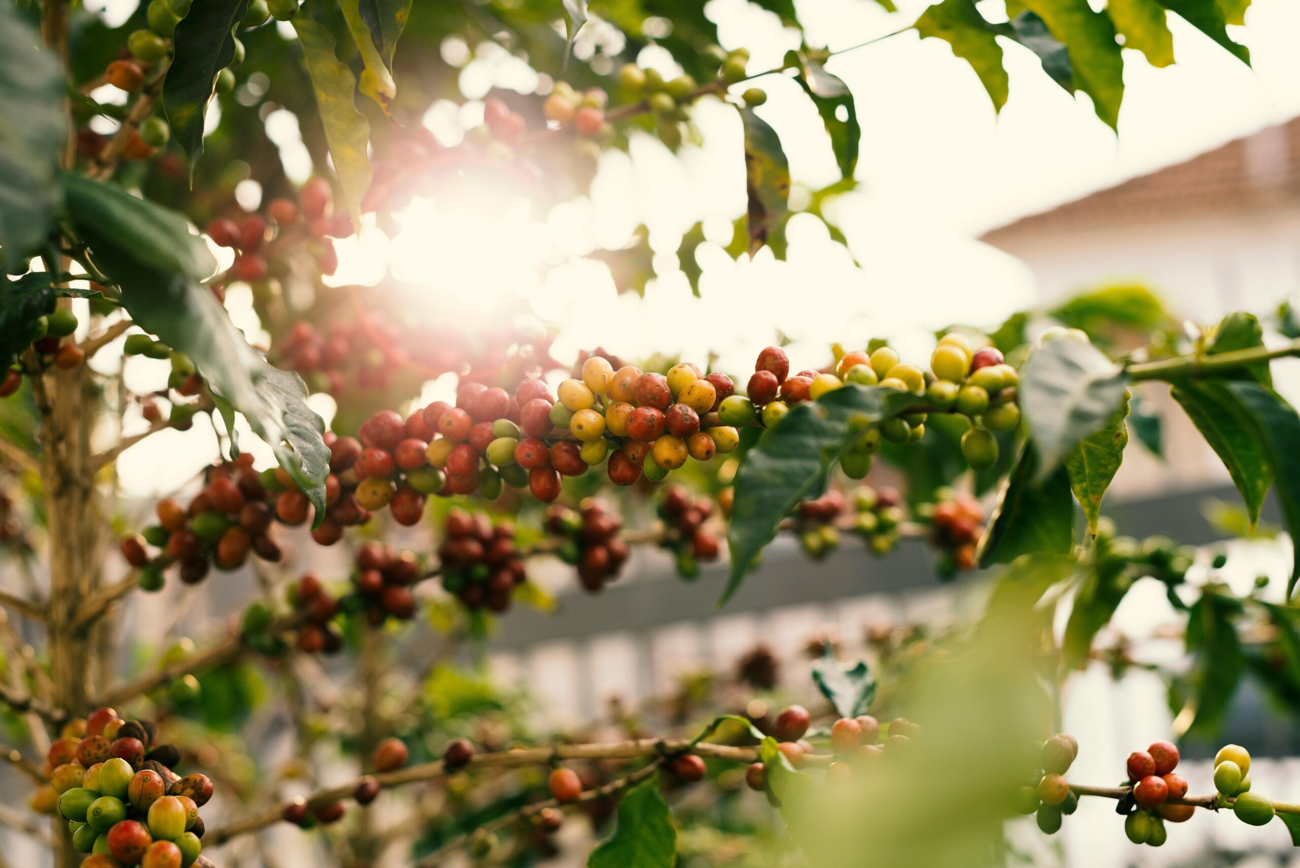 Wholesale Coffee Beans, Coffee Wholesale, Coffee Suppliers, Wholesale Coffee Manufacturers, Coffee Beans For Sale, Coffee Bar For Sale, Wholesale Coffee, Wholesale Coffee Suppliers, Coffee Wholesale Distributors, Wholesale Coffee Dealers, Buy Coffee Beans, Where To Buy Coffee Beans, Coffee For Sale, Buy Coffee Beans Online, Coffee For Wholesale, Where To Buy Coffee Beans Near Me, Coffee Beans Wholesale, Coffee Suppliers Near Me, Coffee Wholesale Suppliers, Where Can I Buy Coffee Beans, Where Can I Buy Coffee Beans Near Me, Buy Green Coffee Beans, Where To Buy Fresh Coffee Beans Near Me, Coffee Wholesale Near Me, Where To Buy Green Coffee Beans, Buy Bean Coffee, Buy Coffee Beans Near Me, Where To Buy Espresso Coffee Beans, Where To Buy Good Coffee Beans
