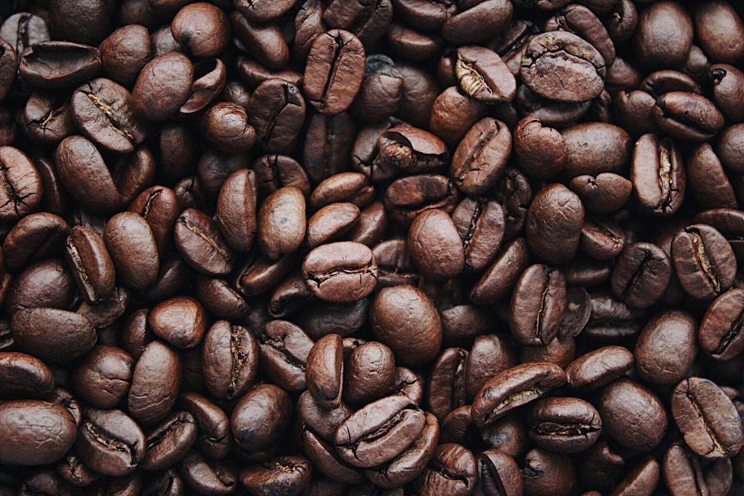 Wholesale Coffee Beans, Coffee Wholesale, Coffee Suppliers, Wholesale Coffee Manufacturers, Coffee Beans For Sale, Coffee Bar For Sale, Wholesale Coffee, Wholesale Coffee Suppliers, Coffee Wholesale Distributors, Wholesale Coffee Dealers, Buy Coffee Beans, Where To Buy Coffee Beans, Coffee For Sale, Buy Coffee Beans Online, Coffee For Wholesale, Where To Buy Coffee Beans Near Me, Coffee Beans Wholesale, Coffee Suppliers Near Me, Coffee Wholesale Suppliers, Where Can I Buy Coffee Beans, Where Can I Buy Coffee Beans Near Me, Buy Green Coffee Beans, Where To Buy Fresh Coffee Beans Near Me, Coffee Wholesale Near Me, Where To Buy Green Coffee Beans, Buy Bean Coffee, Buy Coffee Beans Near Me, Where To Buy Espresso Coffee Beans, Where To Buy Good Coffee Beans