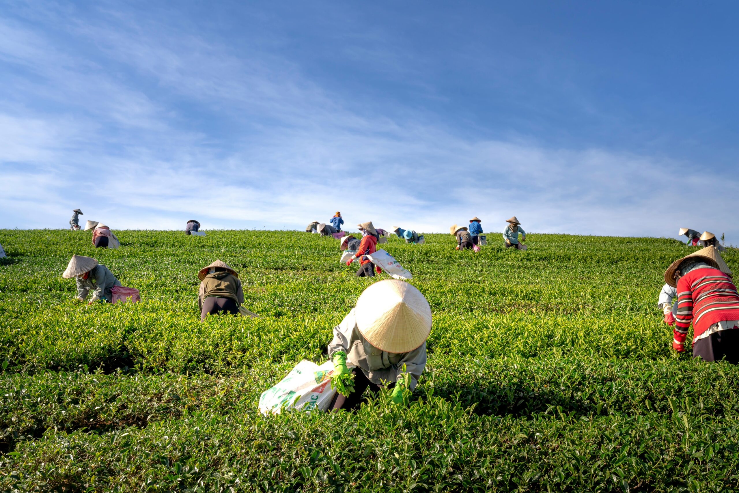 wholesale tea, tea wholesale, tea wholesalers, tea suppliers, wholesale tea supplier, wholesale teas, bubble tea wholesale, wholesale loose leaf tea, wholesale tea distributors, wholesale tea vendors, boba tea wholesale, tea wholesaler, wholesale boba tea 