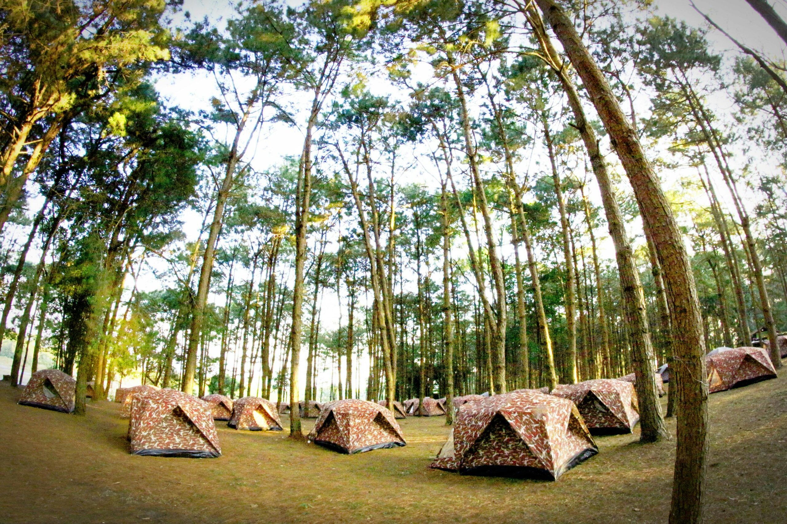Wholesale Canopy Tents, Wholesale Tents, Commercial Inflatable Tent Wholesale.