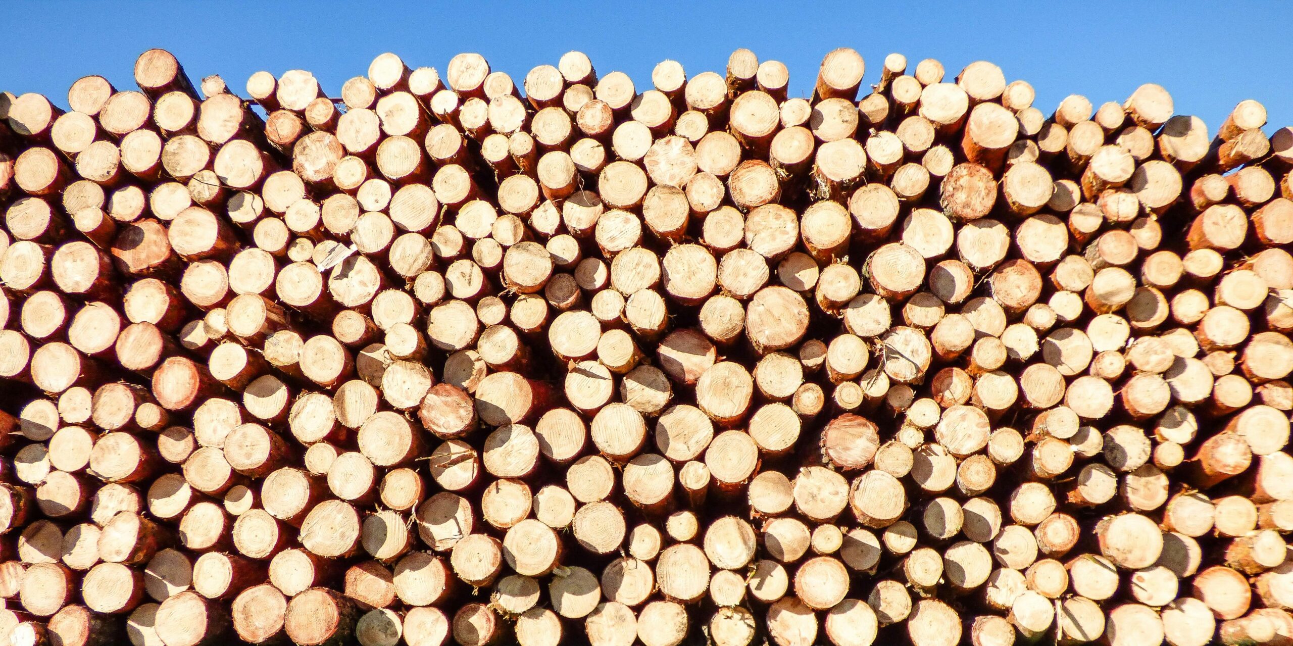 Walnut Timber For Sale, Timber For Sale, Buy Timber, Timber Suppliers, Where Can I Buy Timbs, Timber For Sale Near Me, Timber Bamboo For Sale, Timber Buyer Near Me, Where To Buy Timbs, Building Timber Suppliers, Buy Timber Logs