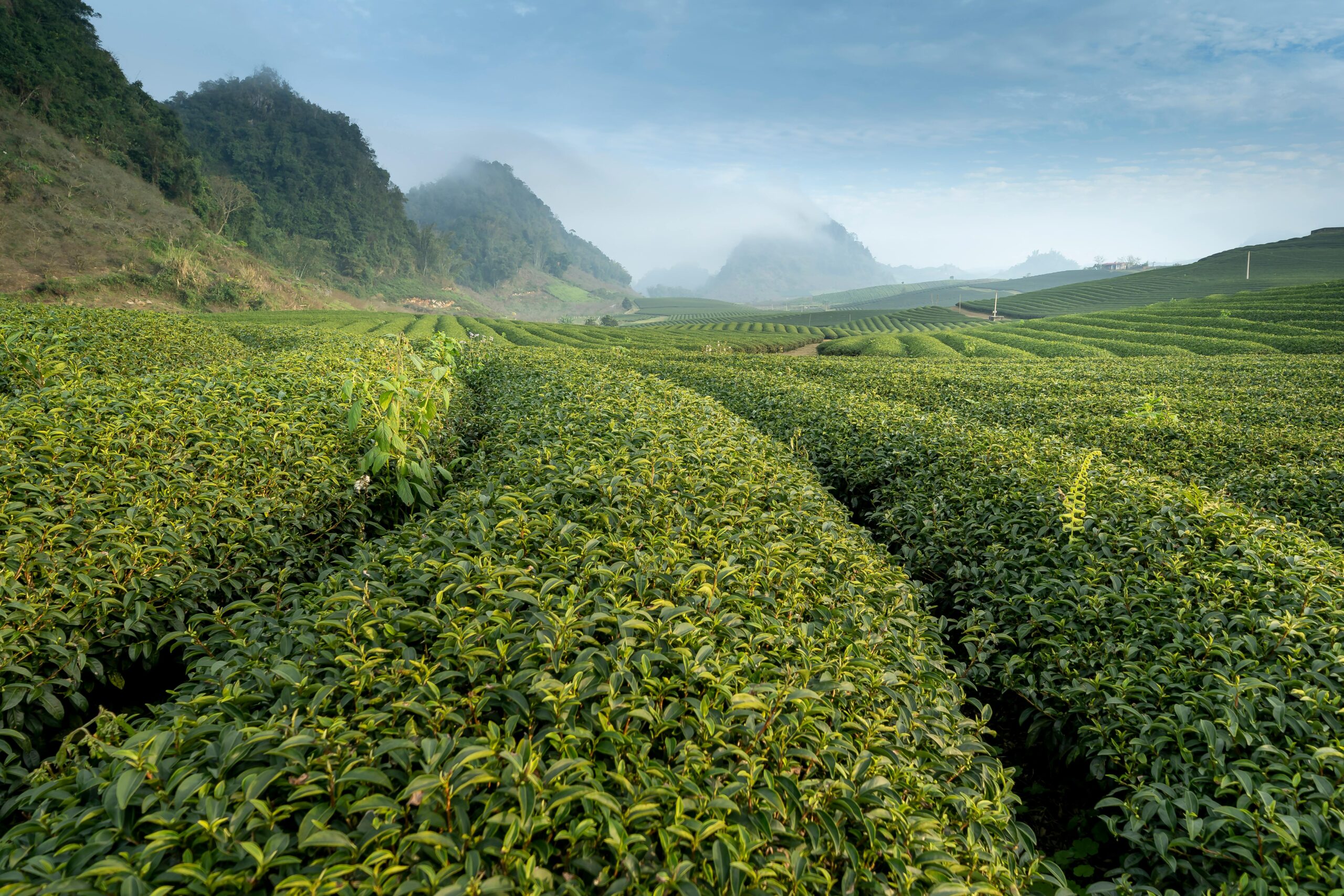 wholesale tea, tea wholesale, tea wholesalers, tea suppliers, wholesale tea supplier, wholesale teas, bubble tea wholesale, wholesale loose leaf tea, wholesale tea distributors, wholesale tea vendors, boba tea wholesale, tea wholesaler, wholesale boba tea