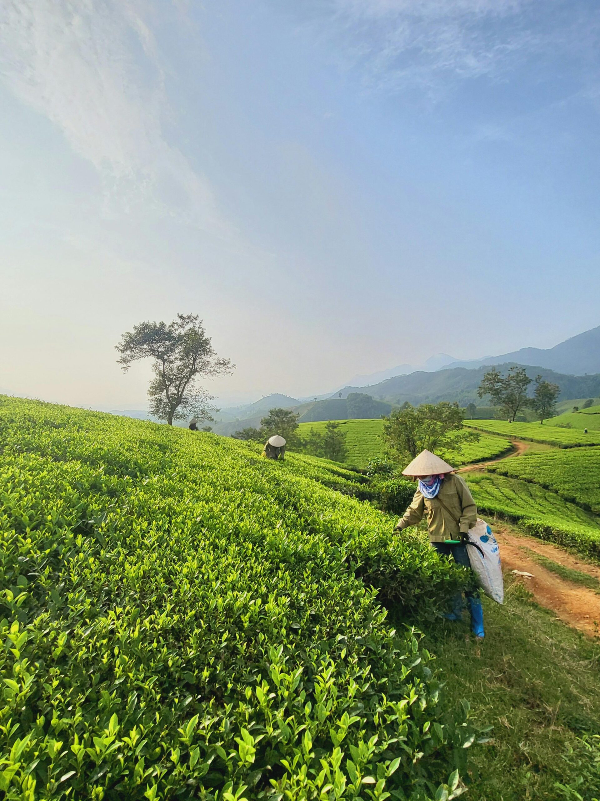 wholesale tea, tea wholesale, tea wholesalers, tea suppliers, wholesale tea supplier, wholesale teas, bubble tea wholesale, wholesale loose leaf tea, wholesale tea distributors, wholesale tea vendors, boba tea wholesale, tea wholesaler, wholesale boba tea