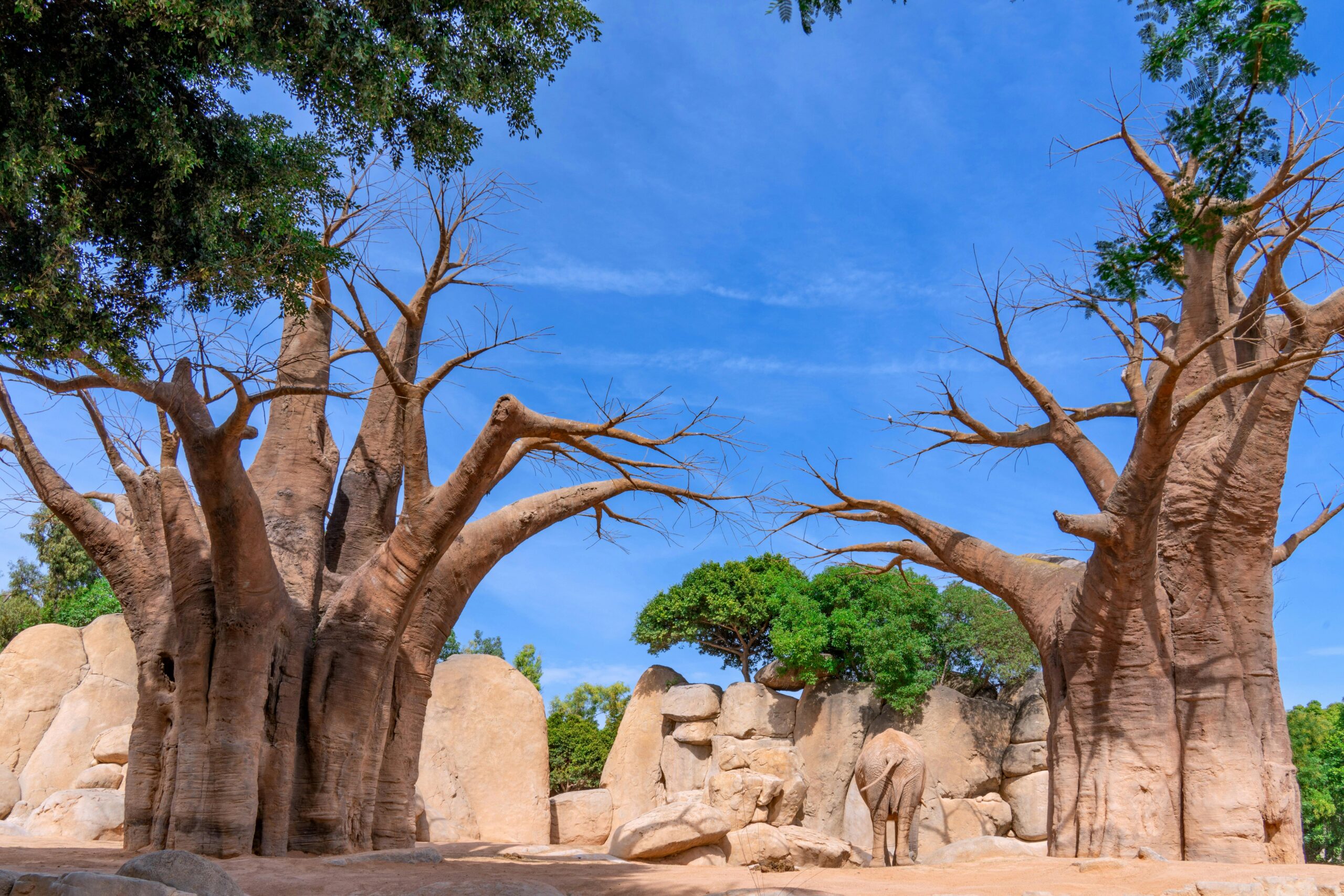  Baobab For Sale, Baobab Oil Wholesale, Baobab Wholesale