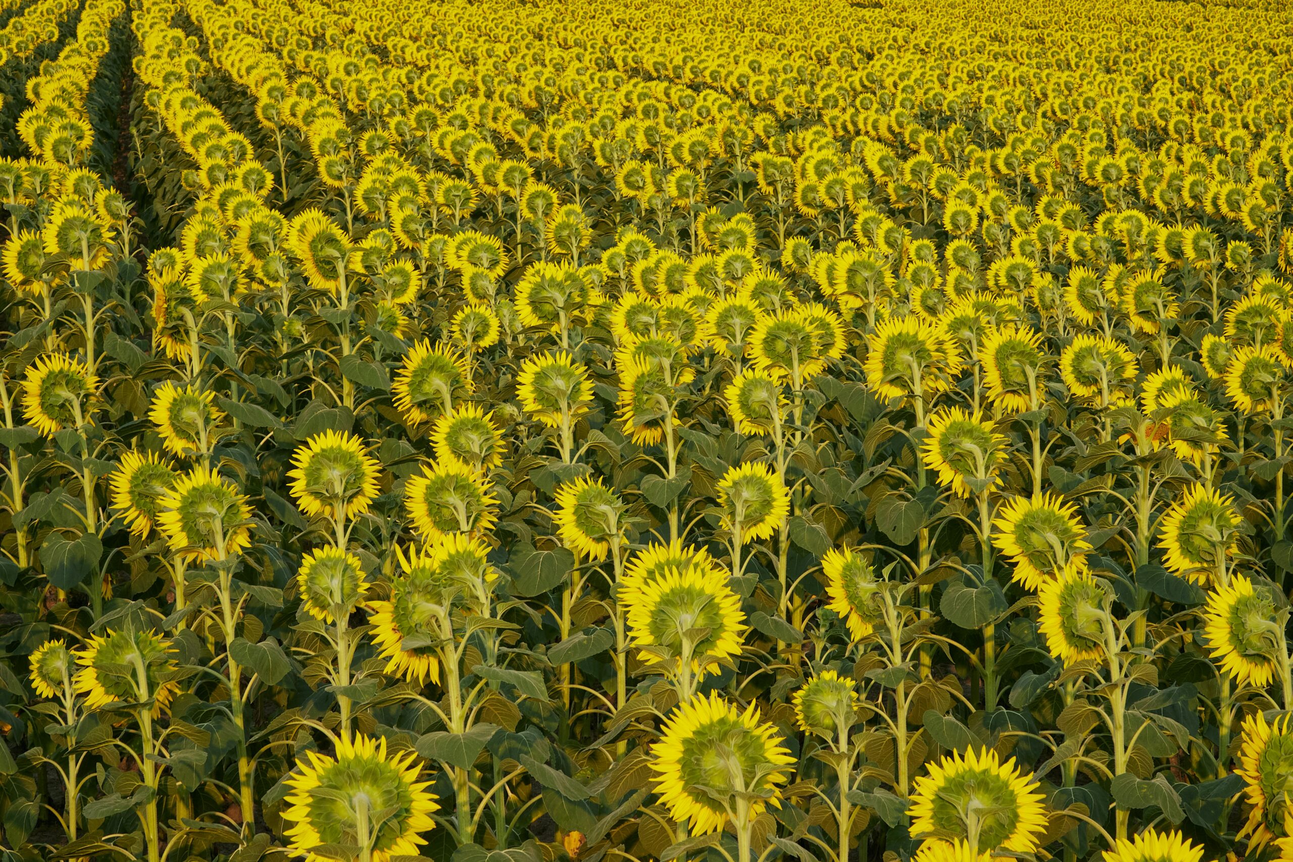 Exporters of Sunflower Oil, Biggest Exporter of Sunflower Oil, Sunflower Oil Wholesale, Where to Buy Sunflower Oil, Sunflower Oil for Sale, Black Oil Sunflower Seeds for Sale, Black Oil Sunflower Seeds Tractor Supply, Tractor Supply Black Oil Sunflower Seeds, Supplier of Sunflower Oil.