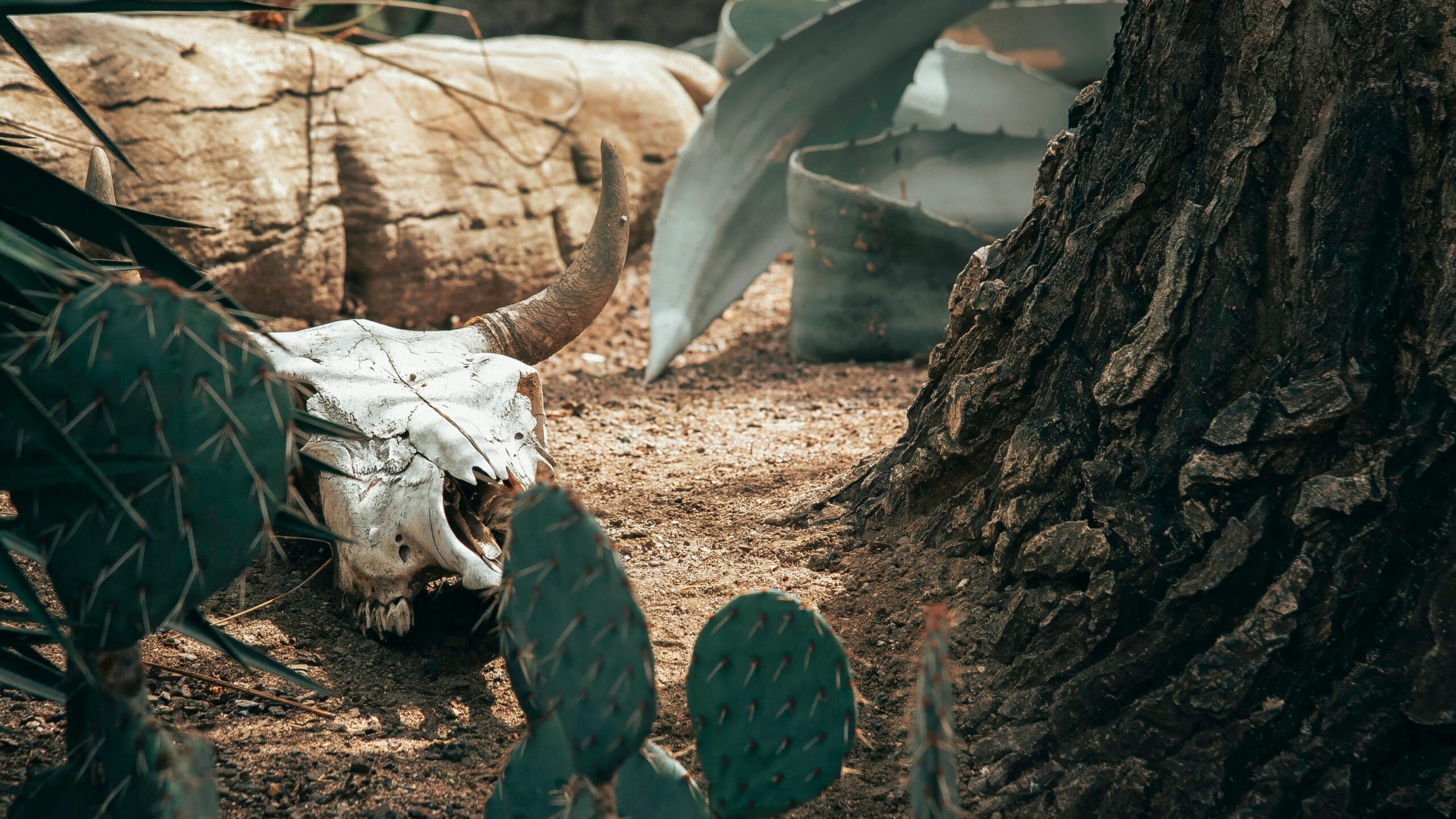 Cactus Wholesale, Wholesale Cactus, Salty Cactus Wholesale, Cactus Supplier, Buy Cactus In Bulk