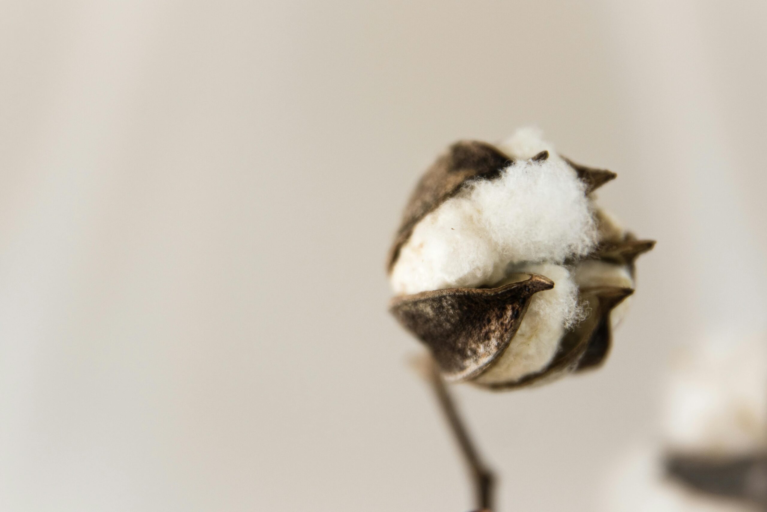 Cotton For Sale, Cotton Exporter, Buy Cotton, Buy Cotton Online, Cotton Wholesale, Cotton Fabric Wholesale