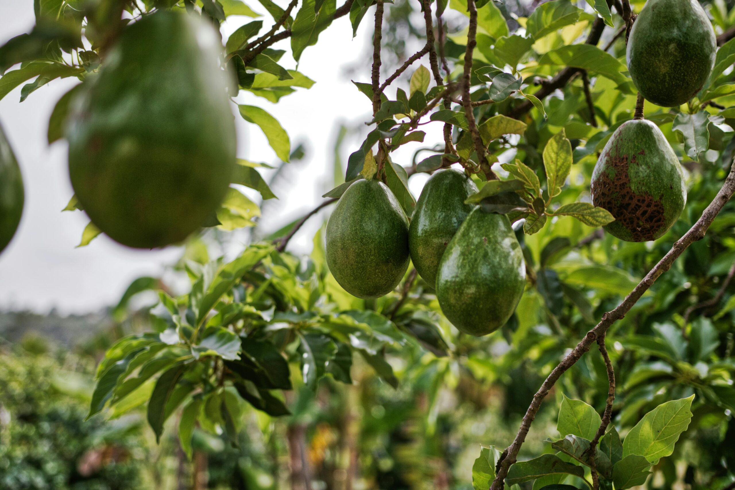 Avocado Wholesale, Avocado Oil Wholesale, Avocado Wholesale Near Me, Avocado For Export, Avocado Supply, Buy Avocados, La Wholesale Produce Market Avocado