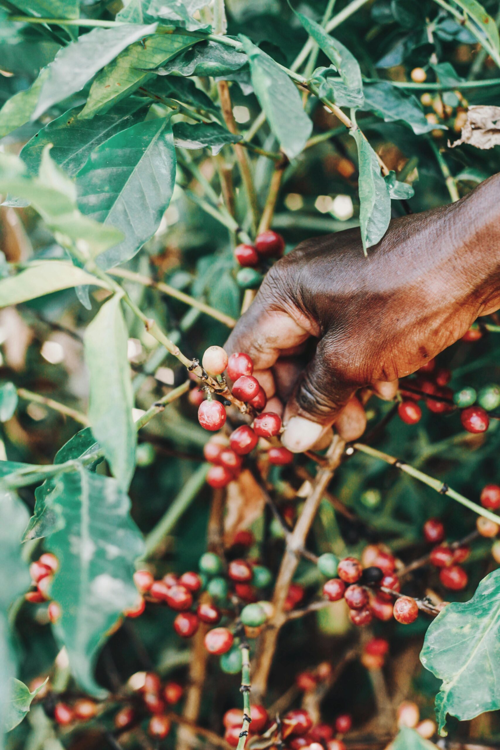 Wholesale Coffee Beans, Coffee Wholesale, Coffee Suppliers, Wholesale Coffee Manufacturers, Coffee Beans For Sale, Coffee Bar For Sale, Wholesale Coffee, Wholesale Coffee Suppliers, Coffee Wholesale Distributors, Wholesale Coffee Dealers, Buy Coffee Beans, Where To Buy Coffee Beans, Coffee For Sale, Buy Coffee Beans Online, Coffee For Wholesale, Where To Buy Coffee Beans Near Me, Coffee Beans Wholesale, Coffee Suppliers Near Me, Coffee Wholesale Suppliers, Where Can I Buy Coffee Beans, Where Can I Buy Coffee Beans Near Me, Buy Green Coffee Beans, Where To Buy Fresh Coffee Beans Near Me, Coffee Wholesale Near Me, Where To Buy Green Coffee Beans, Buy Bean Coffee, Buy Coffee Beans Near Me, Where To Buy Espresso Coffee Beans, Where To Buy Good Coffee Beans