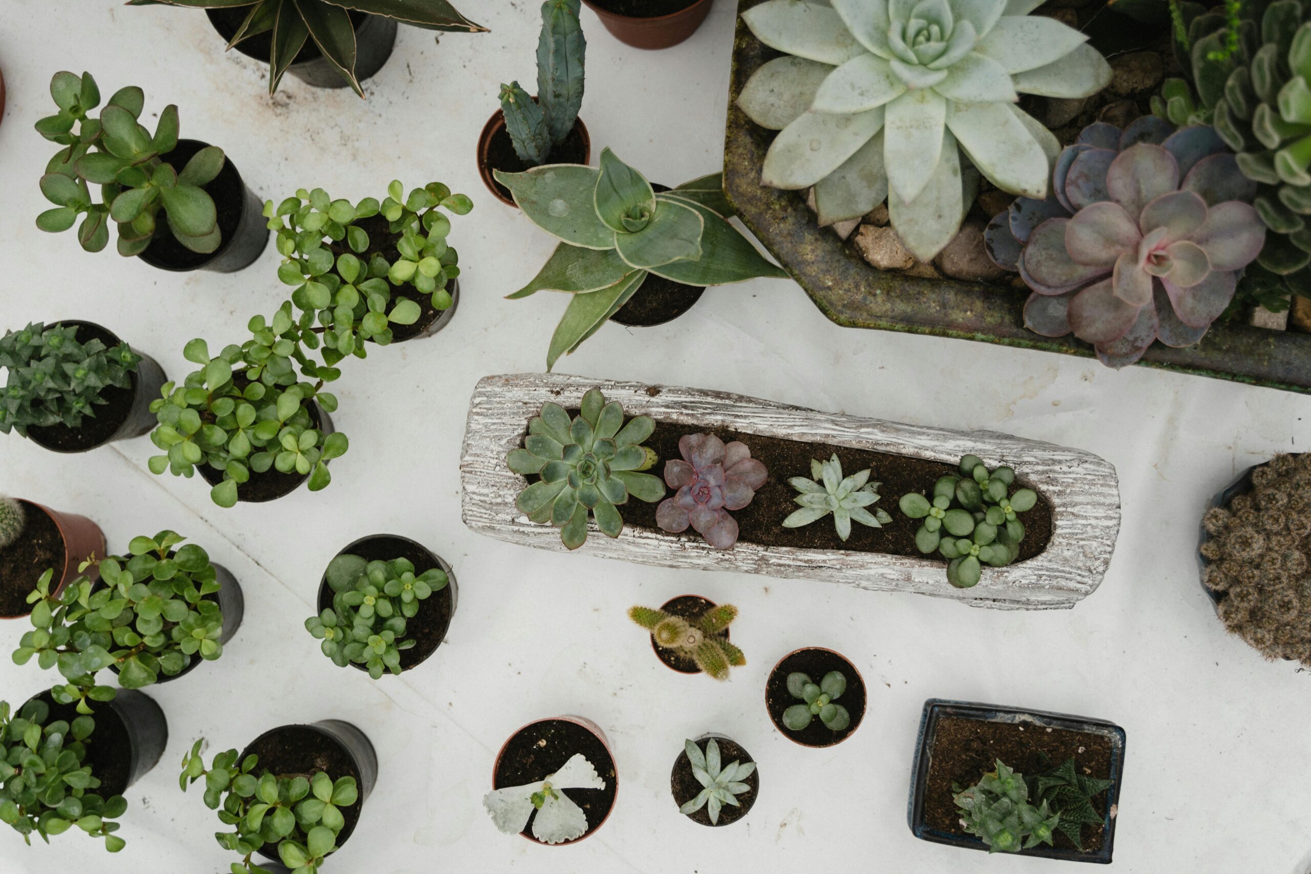 Cactus Wholesale, Wholesale Cactus, Salty Cactus Wholesale, Cactus Supplier, Buy Cactus In Bulk