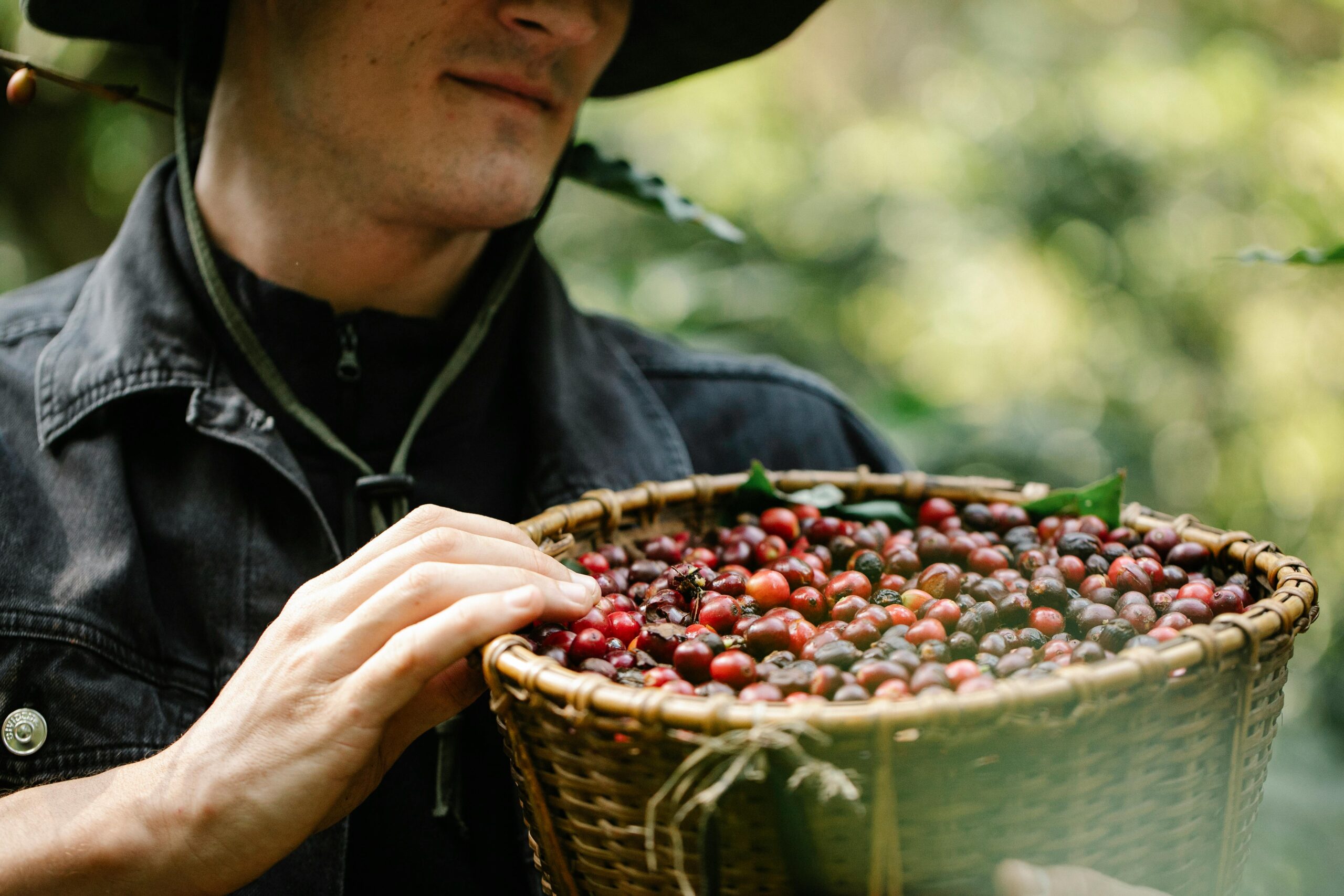 Wholesale Coffee Beans, Coffee Wholesale, Coffee Suppliers, Wholesale Coffee Manufacturers, Coffee Beans For Sale, Coffee Bar For Sale, Wholesale Coffee, Wholesale Coffee Suppliers, Coffee Wholesale Distributors, Wholesale Coffee Dealers, Buy Coffee Beans, Where To Buy Coffee Beans, Coffee For Sale, Buy Coffee Beans Online, Coffee For Wholesale, Where To Buy Coffee Beans Near Me, Coffee Beans Wholesale, Coffee Suppliers Near Me, Coffee Wholesale Suppliers, Where Can I Buy Coffee Beans, Where Can I Buy Coffee Beans Near Me, Buy Green Coffee Beans, Where To Buy Fresh Coffee Beans Near Me, Coffee Wholesale Near Me, Where To Buy Green Coffee Beans, Buy Bean Coffee, Buy Coffee Beans Near Me, Where To Buy Espresso Coffee Beans, Where To Buy Good Coffee Beans