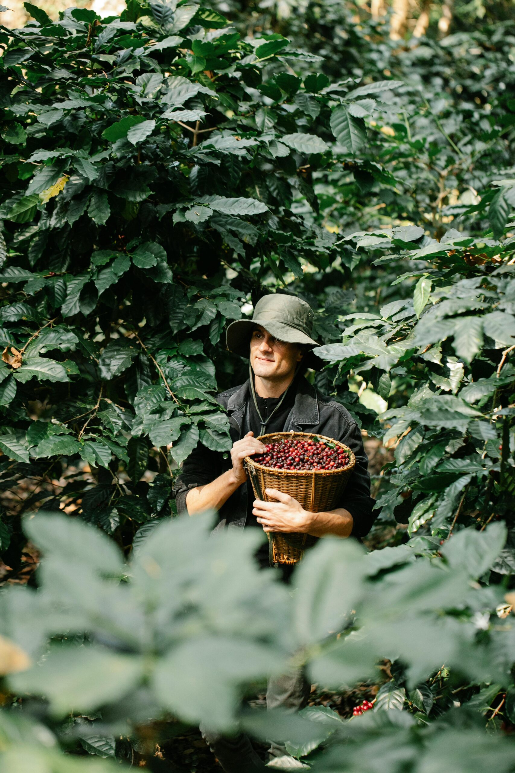 Wholesale Coffee Beans, Coffee Wholesale, Coffee Suppliers, Wholesale Coffee Manufacturers, Coffee Beans For Sale, Coffee Bar For Sale, Wholesale Coffee, Wholesale Coffee Suppliers, Coffee Wholesale Distributors, Wholesale Coffee Dealers, Buy Coffee Beans, Where To Buy Coffee Beans, Coffee For Sale, Buy Coffee Beans Online, Coffee For Wholesale, Where To Buy Coffee Beans Near Me, Coffee Beans Wholesale, Coffee Suppliers Near Me, Coffee Wholesale Suppliers, Where Can I Buy Coffee Beans, Where Can I Buy Coffee Beans Near Me, Buy Green Coffee Beans, Where To Buy Fresh Coffee Beans Near Me, Coffee Wholesale Near Me, Where To Buy Green Coffee Beans, Buy Bean Coffee, Buy Coffee Beans Near Me, Where To Buy Espresso Coffee Beans, Where To Buy Good Coffee Beans