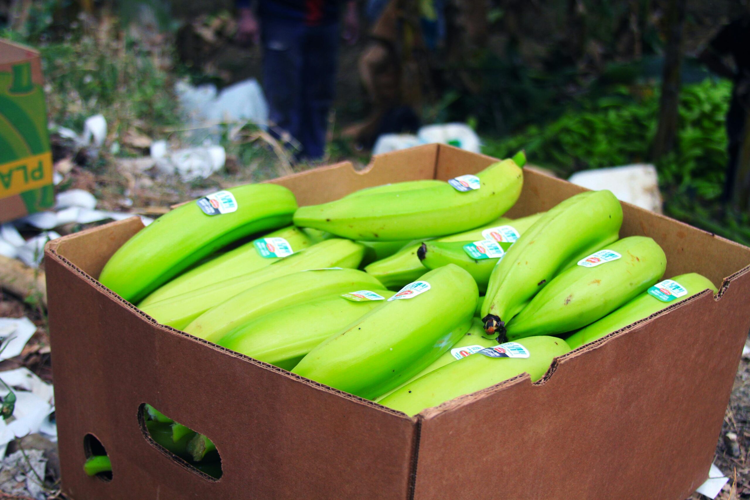 Biggest Banana Exporter, Largest Exporter Of Bananas, Banana Export, Banana Wholesale, Banana Wholesalers