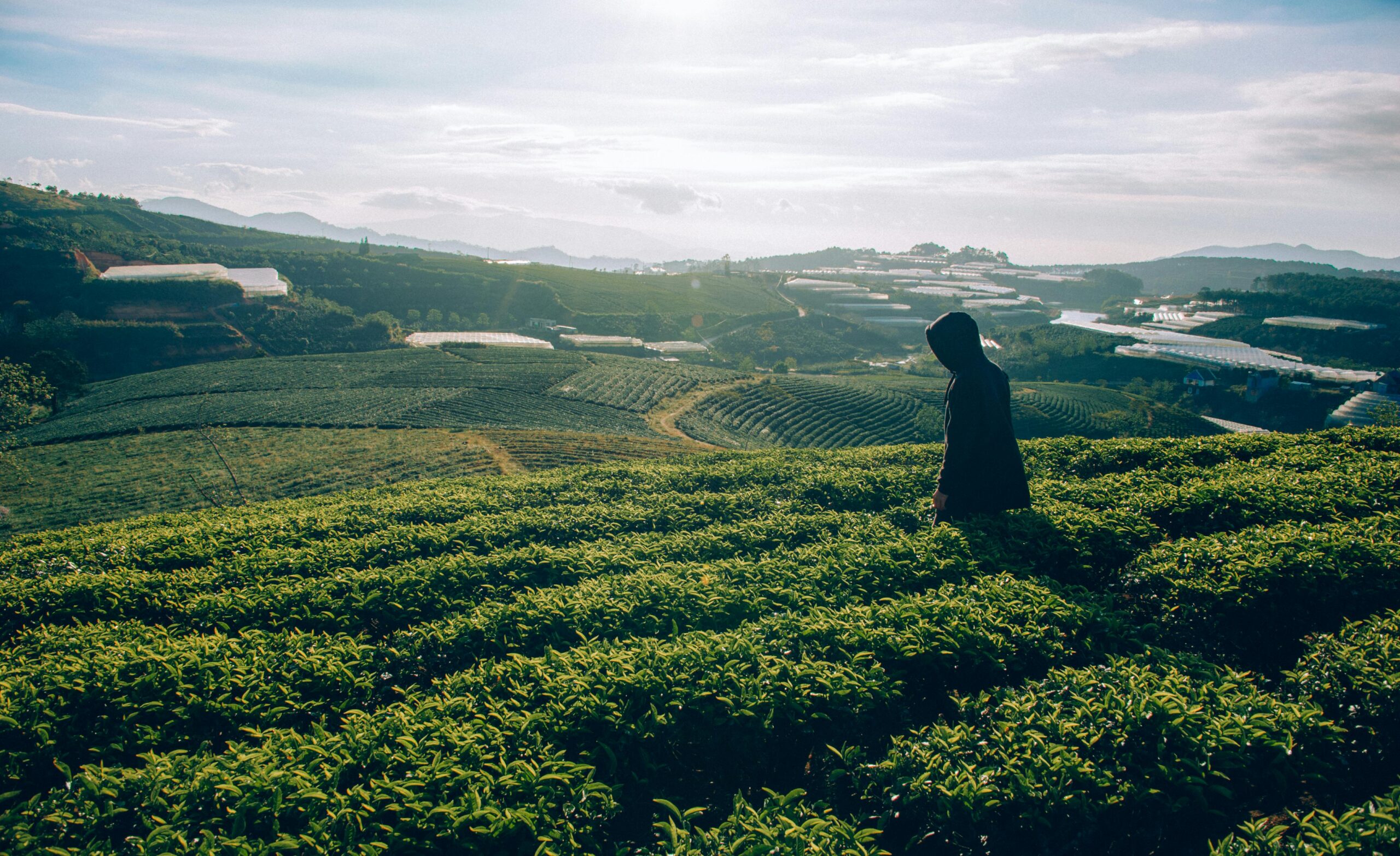 wholesale tea, tea wholesale, tea wholesalers, tea suppliers, wholesale tea supplier, wholesale teas, bubble tea wholesale, wholesale loose leaf tea, wholesale tea distributors, wholesale tea vendors, boba tea wholesale, tea wholesaler, wholesale boba tea